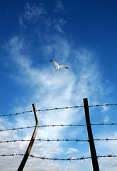 close up barbed wire fence and flying bird over sunny blue sky