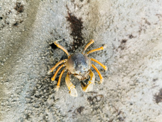 close up small crab on the beach