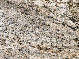 Dry tree bark texture for background and wallpaper. Texture of wood in close up