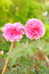 新緑の緑を背景に咲く牡丹の花です