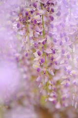 藤棚の藤の花です