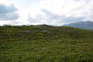 クローバーの丘