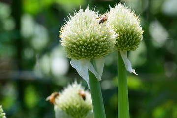 ネギ坊主と、ミツバチ