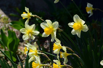 株立ちのスイセン