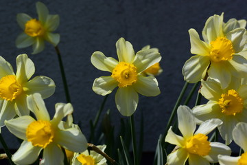 株立ちのスイセン