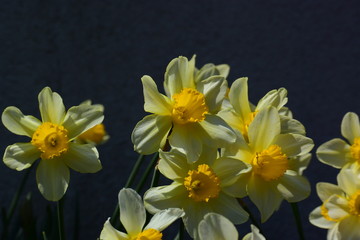 株立ちのスイセン