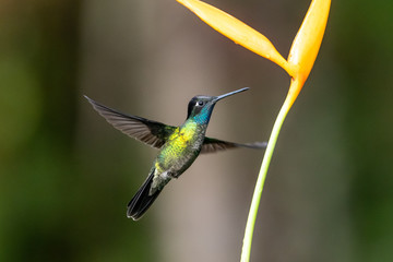 Blue hummingbird Violet Sabrewing flying next to beautiful red flower. Tinny bird fly in jungle. Wildlife in tropic Costa Rica. Two bird sucking nectar from bloom in the forest. Bird behaviour