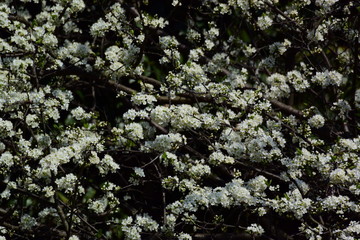 梨の花