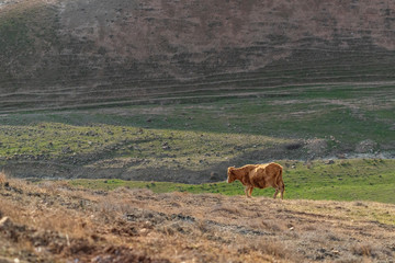 Brown skinny cow on a mountainside