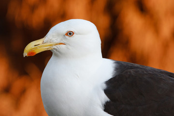 The head of a kelp gull (southern black-backed gull), one of the largest of the gull family