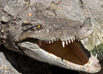 Close up Head of Crocodile was Sunbathing on The Rock
