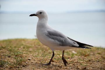 A seagul strus along a grassy knoll at the beach