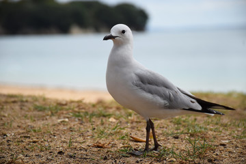 A seagul strus along a grassy knoll at the beach