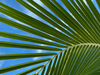 Fototapeta premium Natural green background. Palm leaves against the sky. Texture of green leaf of palm tree. Textured natural background. Beautiful natural backdrop. Close-up, horizontal, cropped shot, free space.