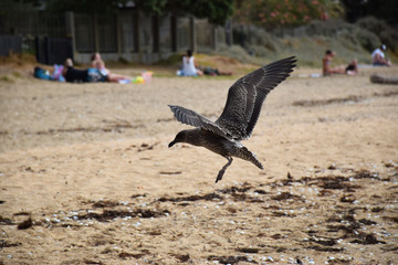 A young seagull spreads its wings and comes in to land at the beach
