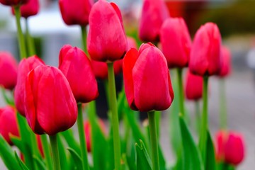 tulip flower in garden