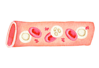 血管 血液　人体 水彩 イラスト