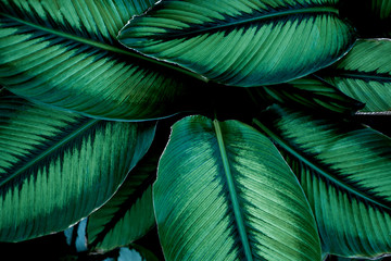 green leaves nature  background, closeup leaves texture, tropical leaves