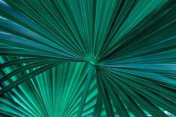 Poster tropisch palmblad en schaduw, abstracte natuurlijke groene achtergrond, donkere toontexturen © Nabodin
