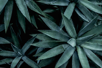 closeup agave cactus, abstract natural pattern background and textures, dark blue toned  - obrazy, fototapety, plakaty