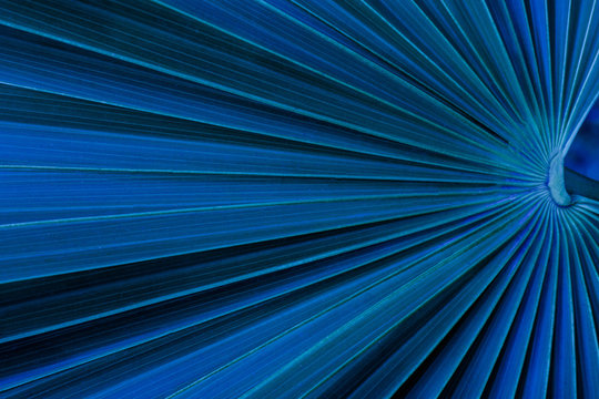 tropical palm leaf and shadow, abstract natural green background, dark tone textures