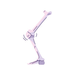 bones of the leg, body part on white background