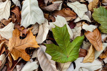 closeup nature view of autumn leaf texture, colorful wallpaper concept, nature background, tropical leaf