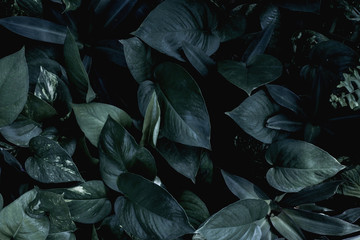 closeup nature view of green leaf texture, dark wallpaper concept, nature background, tropical leaf