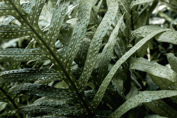 closeup nature view of green fern leaf texture, dark wallpaper concept, nature background, tropical leaf
