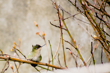 colibrí descansando  © AlexisAndres