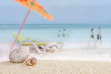 Shells on the sand with relaxing beach.