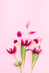 Obraz premium Three fragile pink tulips. Concept of spring, Women's Day, Mother's Day, 8 March, the holiday greetings.