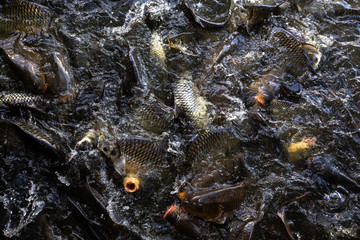 fish in water