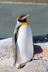 Emperor penguin relaxing in the sun