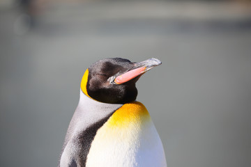 Fototapeta na wymiar King Penguin that close his eyes comfortably