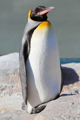 king penguin soak up some sun