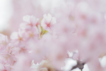 日本の桜