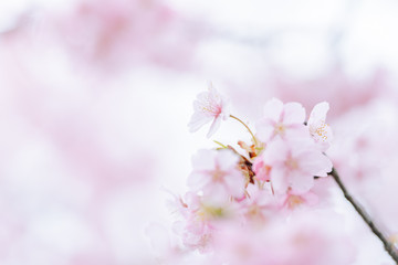 日本の桜