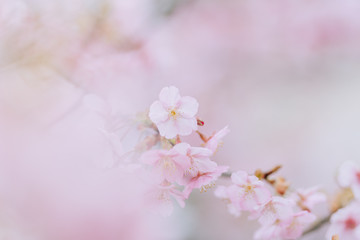 Fototapeta na wymiar 日本の桜