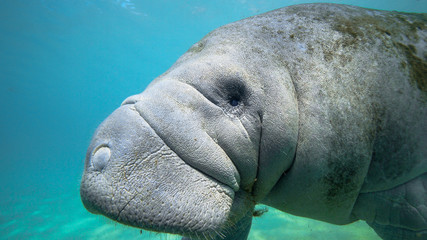 Fototapeta premium Extreme close up profile shot of a large, wild, friendly West Indian Manatee (trichechus manatus), illustrating her textured elephant-like skin. It's a rare treat to be this close to one underwater.