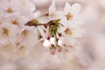 桜の花（ソメイヨシノ）