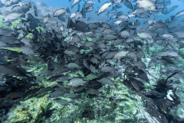 Fototapeta na wymiar Hundreds of Mangrove Snapper (lutjanus griseus) gather at the entrance to underground springs to stay warm on a cold Florida winter's day.