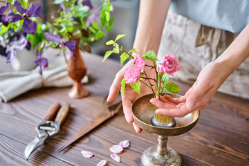 A young woman florist create flower arrangement Ikebana in kenzan. Uses scissors and pruner....