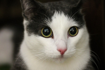 White and gray cat on the floor, close-up, pet
