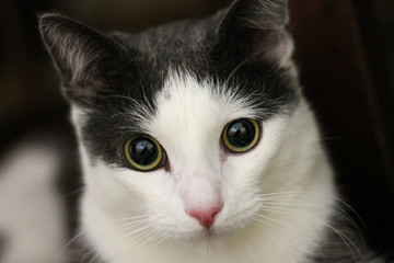 White and gray cat on the floor, close-up, pet