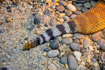 Rattlesnake tail close up view on sand and stones.