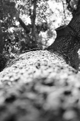 Debajo de un árbol