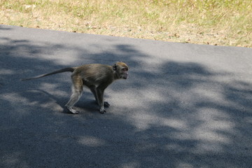  wild monkey in the waykambas lampung forest