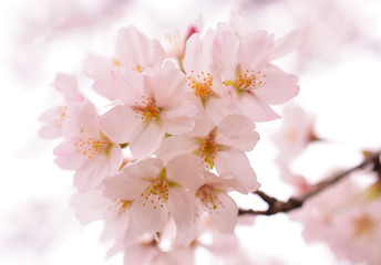 Fototapeta premium ソメイヨシノ