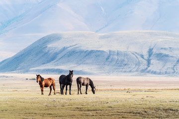 Fototapeta na wymiar Horses grazing in the Kurai steppe. Autumn morning landscape with animals. Altai Republic, Russia